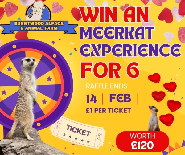 Win a Meerkat Experience for up to 6 people promotional image